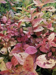 pink-yellow bush leaves in red speckle photographed close-up