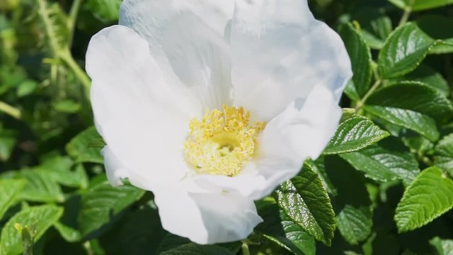 Macro closeup of white rugosa rose rosehip flower on bush in Maine with bumblebee, wind, windy weather shaking, moving green leaves