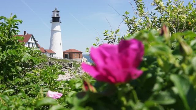 Macro closeup of pink rugosa rose rosehip flower on bush in Maine with Cape Elizabeth lighthouse in background