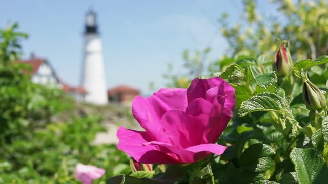 Macro closeup of colorful pink rugosa rose rosehip flower on bush in Maine with Cape Elizabeth lighthouse in background