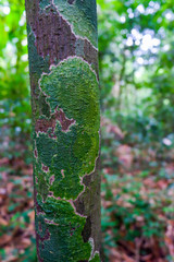 dark green moss and light green lichen on a brown bark of a tree texture. Close-up macro shot