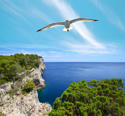 Seagull over cliffs in Telascica Nature Park, Dugi Otok island in the Adriatic sea. Croatia.