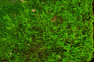 moss and fern on rocks