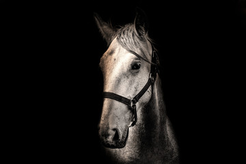 White horse on the black background