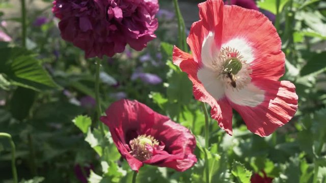 Bee collects the nectar on garden poppy stock footage video