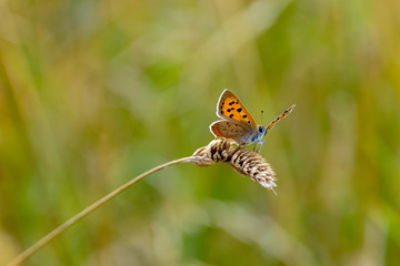 Large Copper butterfly (Lycaena dispar) resting on dried wild grass seed head