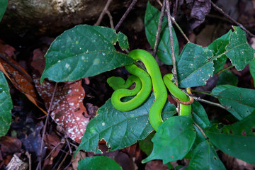 Green pit viper (Asian pit viper) hidden among leaves