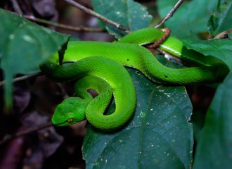 Obraz premium Green pit viper (Asian pit viper) hidden among leaves