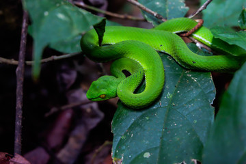 Green pit viper (Asian pit viper) hidden among leaves