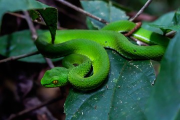 Green pit viper (Asian pit viper) hidden among leaves