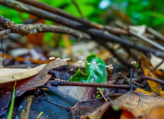 Trichaptum biforme musroom on a dead birch body