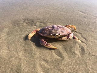 Northwest Oregon Crab 