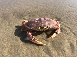 Northwest Oregon Crab 