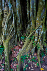 old banyan tree