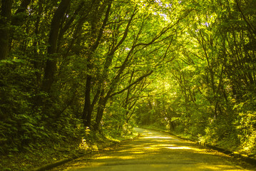 Obraz premium Leśna ścieżka z zielonym cieniem i jeziorem zaporowym