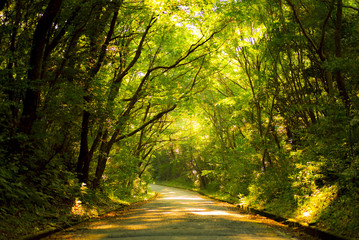 Obraz premium 緑陰・ダム湖の林道