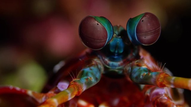 Harlequin peacock mantis shrimp in the coral reef cave, WAKATOBI, Indonesia, slow motion