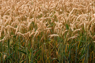 Golden wheat field. ripe wheat