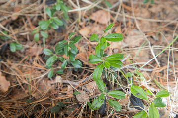 Blueberry plant in forest