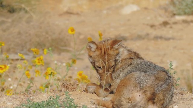Zooming to face of jackal who lies on the edge of a blooming field with dirty nose