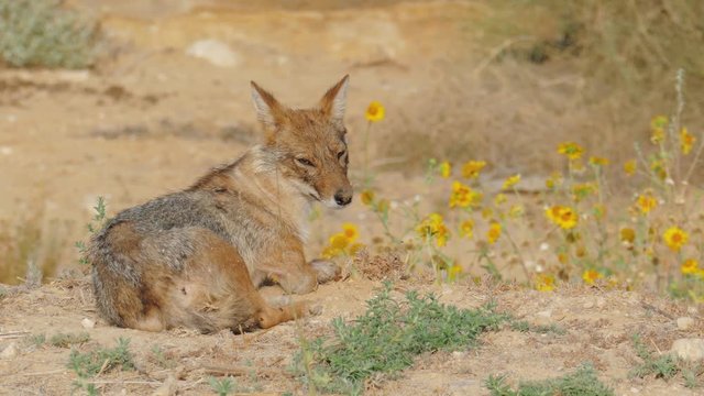 Jackal lies on the edge of a blooming field and catches flying flies