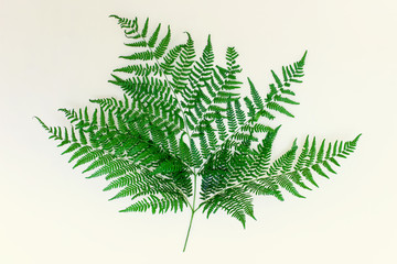 Beautiful big branch of green forest fern on white background. © dariaren