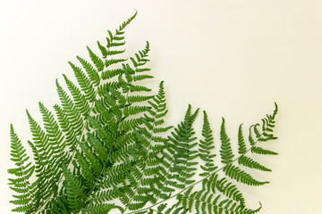 Fern branches on white background. Photo with copy space.