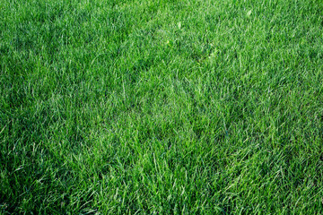 Texture of lavish untrimmed green healthy grass.