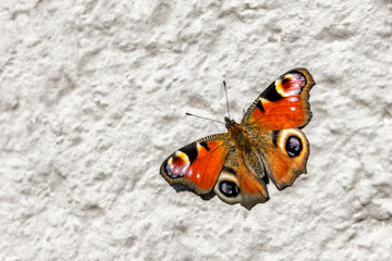 Fototapeta na wymiar Background with a butterfly. Aglais butterfly sitting on the light concrete surface.