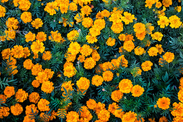 Horticultural plants - many tagetes patula or Marigold flowers. Top view of Marigold flower field.