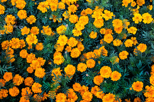 Horticultural plants - many tagetes patula or Marigold flowers. Top view of Marigold flower field.