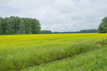 Fototapeta premium Landscape the field with yellow flowers against the background of trees