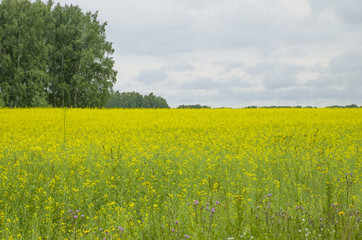 Obraz premium Landscape the field with yellow flowers against the background of trees