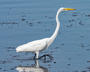 Egret lifting talons to walk in water