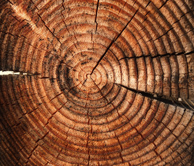 Split wood. Close up wood texture