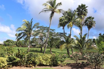 Fototapeta na wymiar Palm trees growing in a tropical landscape setting