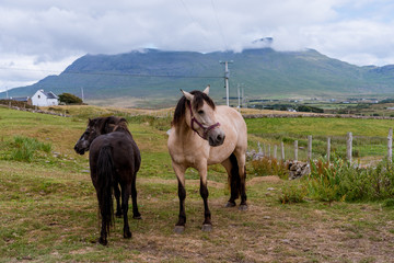 Obraz premium Two Horses in a Valley