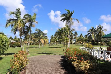 Obraz na płótnie Canvas Palm trees growing in a tropical landscape setting