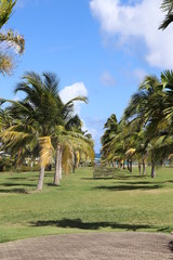 Palm trees growing in a tropical landscape setting
