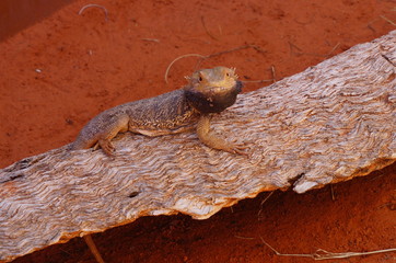 Lizard on the Wood