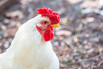 White cock of the leghorn breed on a farm on a summer sunny day, portrait close-up_