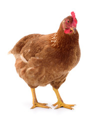 Brown hen isolated.