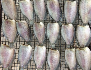 Trichogaster pectoralis dried fish by the sun