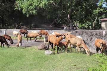 Goats roaming wild in a rural setting