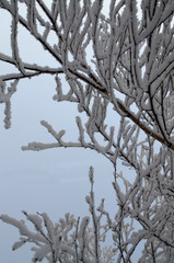 Branch of a tree in the snow and ine