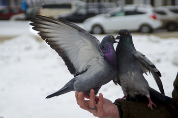 Pigeon and dove kissing