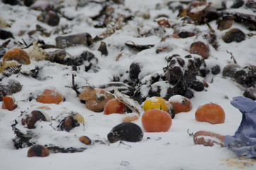 Trash with fruit in the snow