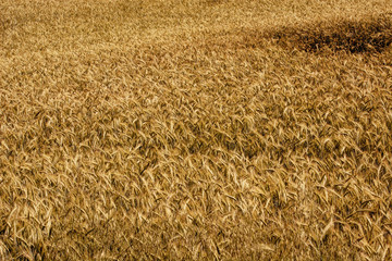 Golden wheat field on a sunny day
