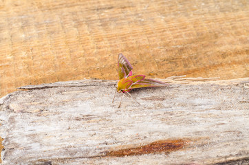 Moth, night butterfly