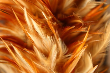 blur feather vertical wallpaper